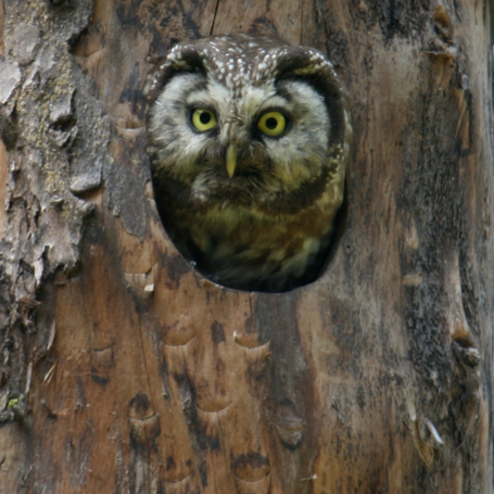 Rauhfußkauz (Aegolius funereus) | © Naturpark Karwendel / Sebastian Grell