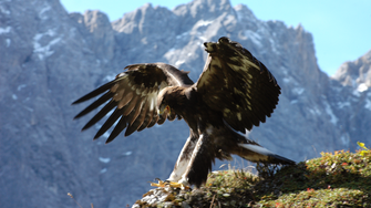 Der Naturpark Karwendel ist das größte Schutzgebiet Nordtirols und verfügt über die größte Steinadler-Dichte im Alpenraum. | © Naturpark Karwendel / Otto Leiner